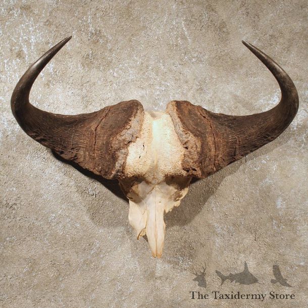 African Cape Buffalo Skull #10590 - The Taxidermy Store