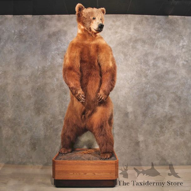 Brown Bear Life-Size Mount For Sale #10615 @ The Taxidermy Store