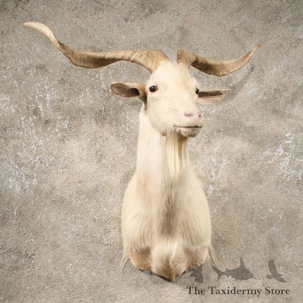 White Catalina Goat Mount #10640 - The Taxidermy Store