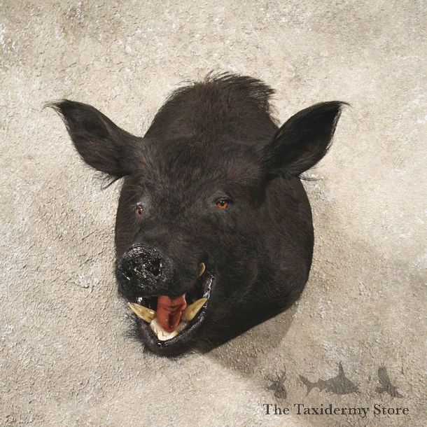 #10656 Black Boar Taxidermy Mount