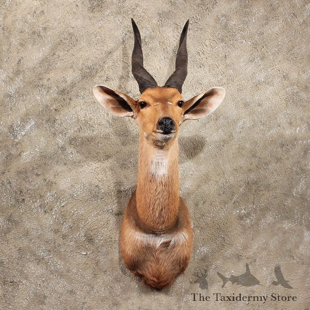 For Sale - African Bushbuck Shoulder #10667 - The Taxidermy Store