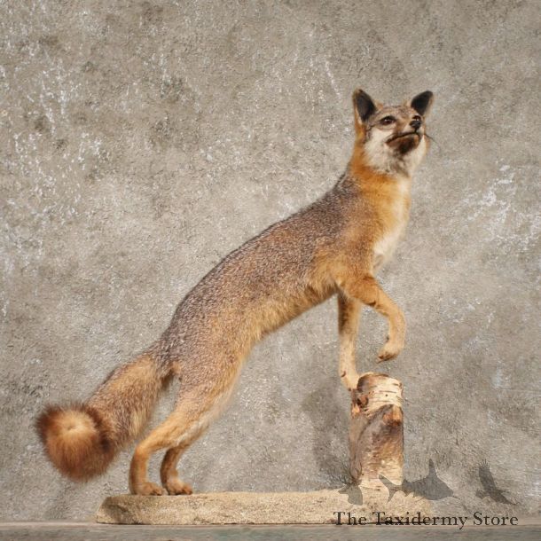 Grey Fox Life Size Standing Taxidermy Mount For Sale