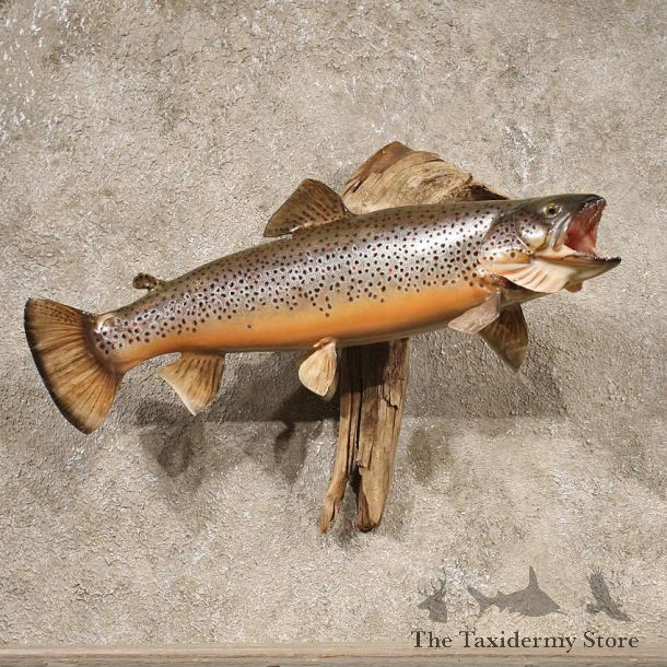 Brown Trout Taxidermy Fish Mount For Sale