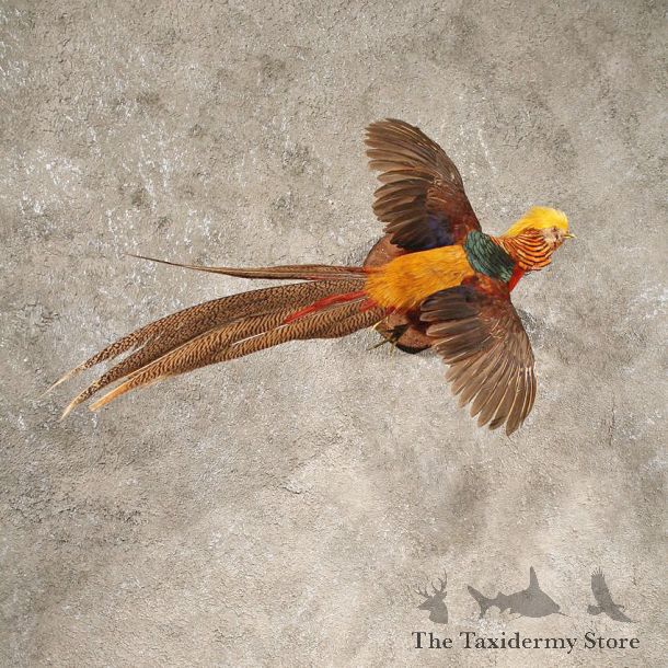 Golden Pheasant Bird Mount #10689 - The Taxidermy Store