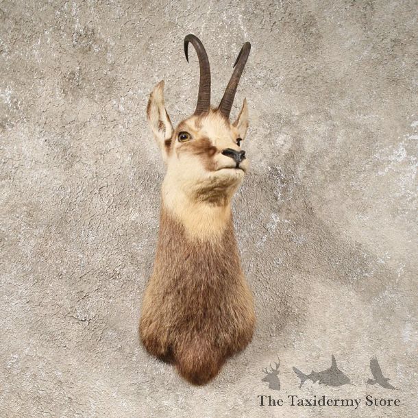 Balkan Chamois Shoulder Mount #10707 - The Taxidermy Store