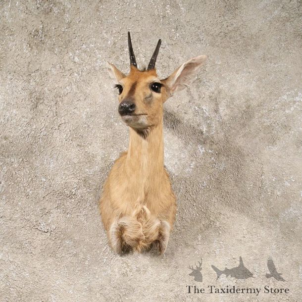 African Grey Duiker Shoulder #10708 - The Taxidermy Store