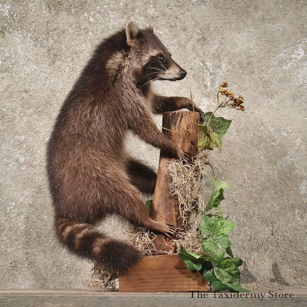 Black Raccoon Mount #10715 - The Taxidermy Store