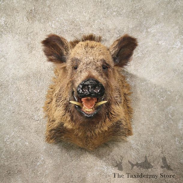 Russian Boar Taxidermy Mount #10731 - For Sale @ The Taxidermy Store