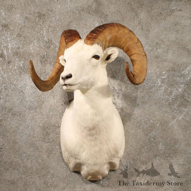 Dall Sheep Ram Shoulder Taxidermy Mount For Sale