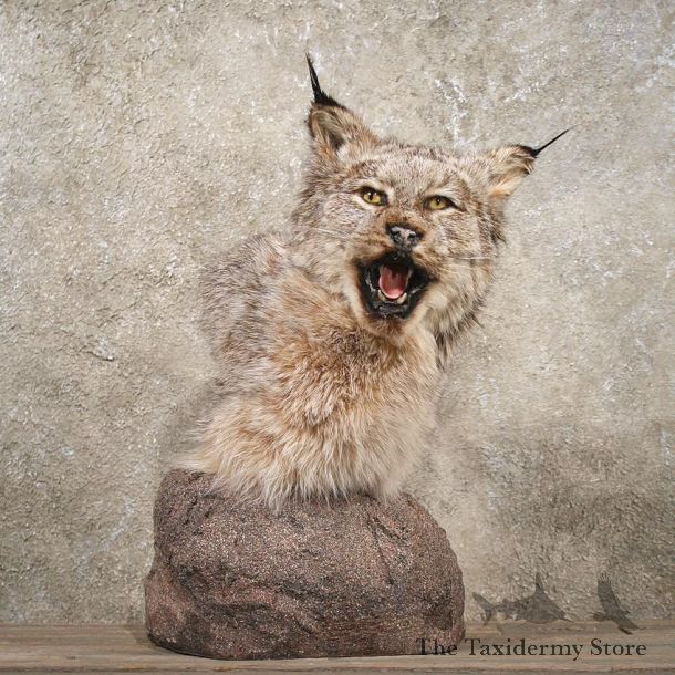 Pedestal Alaskan Lynx Mount #10752 - The Taxidermy Store
