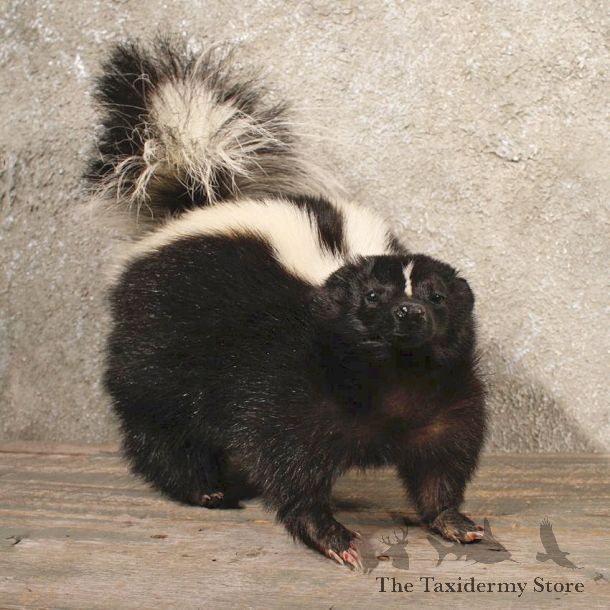 Standing Striped Skunk Mount #10764 - The Taxidermy Store
