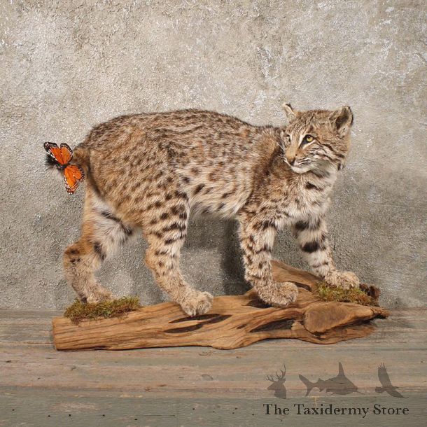 Standing Bobcat Mount #10774 - The Taxidermy Store
