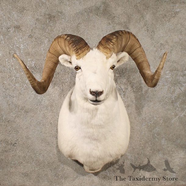 Dall Sheep Ram Shoulder Taxidermy Mount For Sale