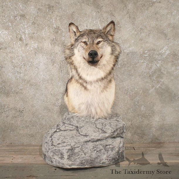 #10778 Grey Wolf Pedestal Taxidermy Mount For Sale @ The Taxidermy Store