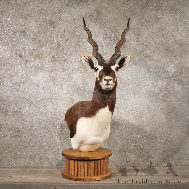 India Blackbuck Shoulder Mount #10780 - The Taxidermy Store