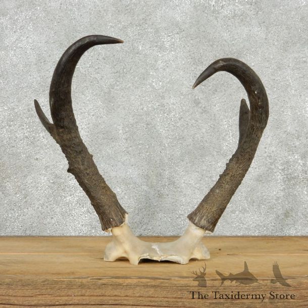 Pronghorn Taxidermy Skullcap & Horns Mount #10795 For Sale @ The Taxidermy Store