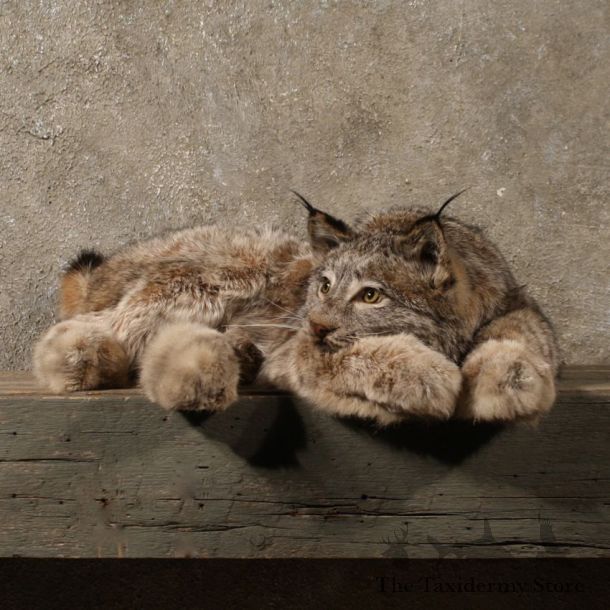 Laying Alaskan Lynx 