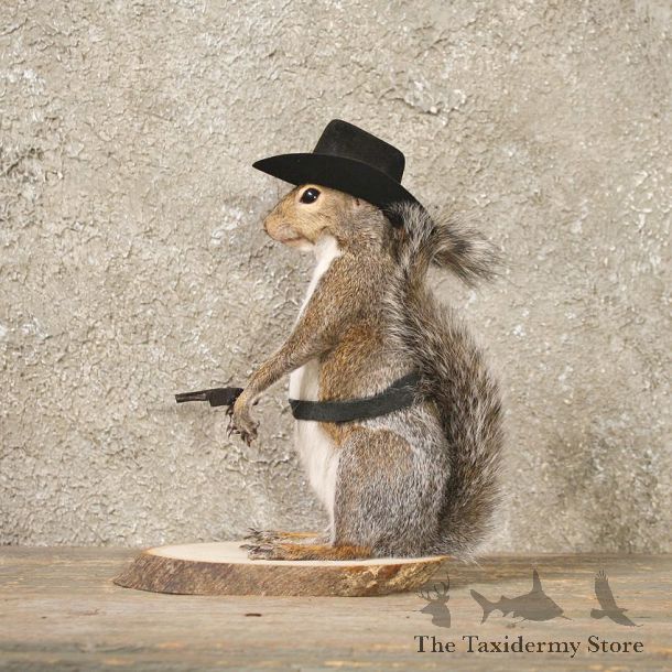 #10829 Novelty Cowboy Grey Squirrel Life Size Taxidermy Mount For Sale