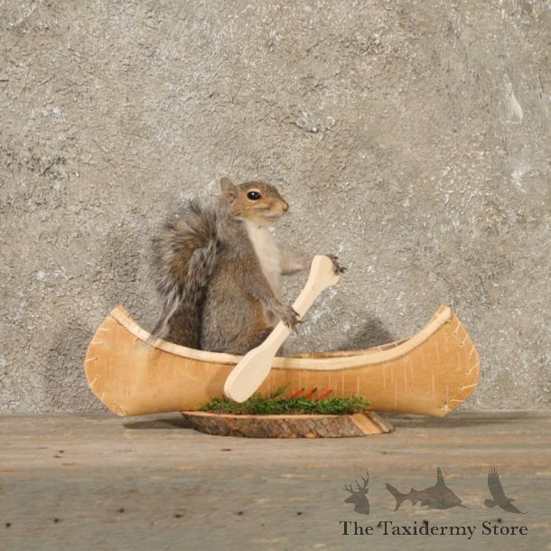 Novelty Canoe Grey Squirrel #10834 - The Taxidermy Store