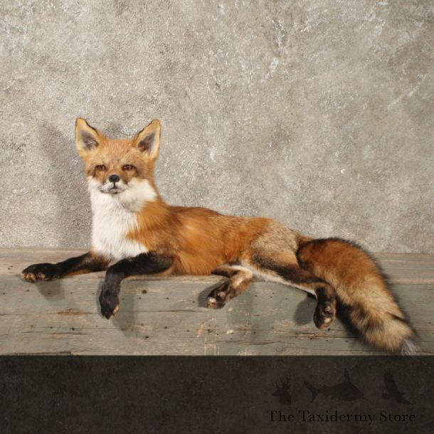 Red Fox Mantle Laying Life Size Taxidermy Mount For Sale