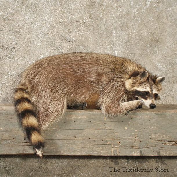 Laying Raccoon Mount #10848 - The Taxidermy Store