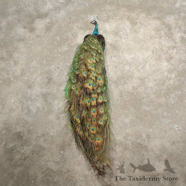Green Indian Peacock Mount #10871 - The Taxidermy Store
