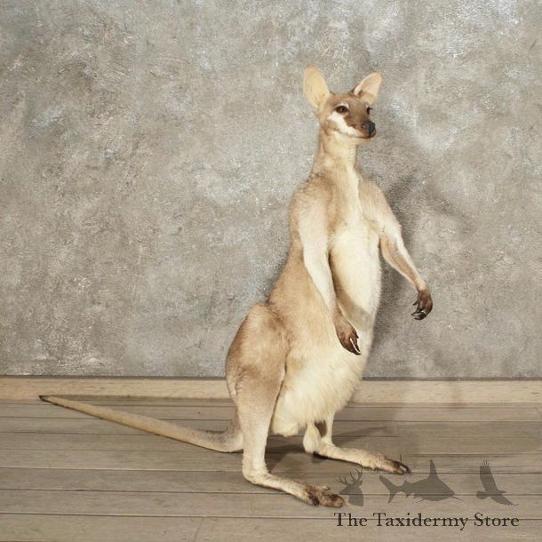Australian Agile Wallaby Mount #10875 - For Sale - The Taxidermy Store