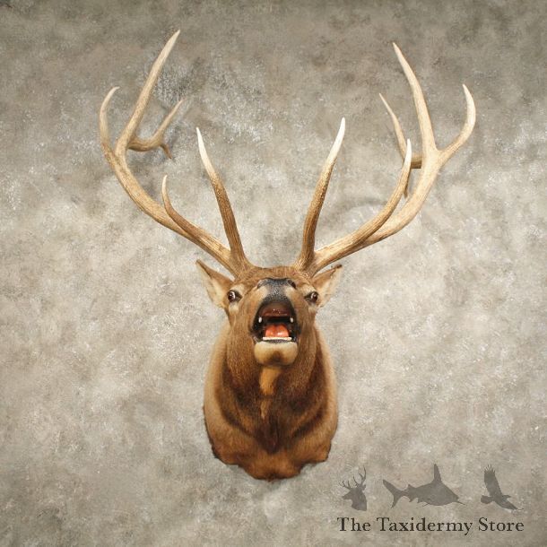 Rocky Mountain Elk Mount #10876 - The Taxidermy Store