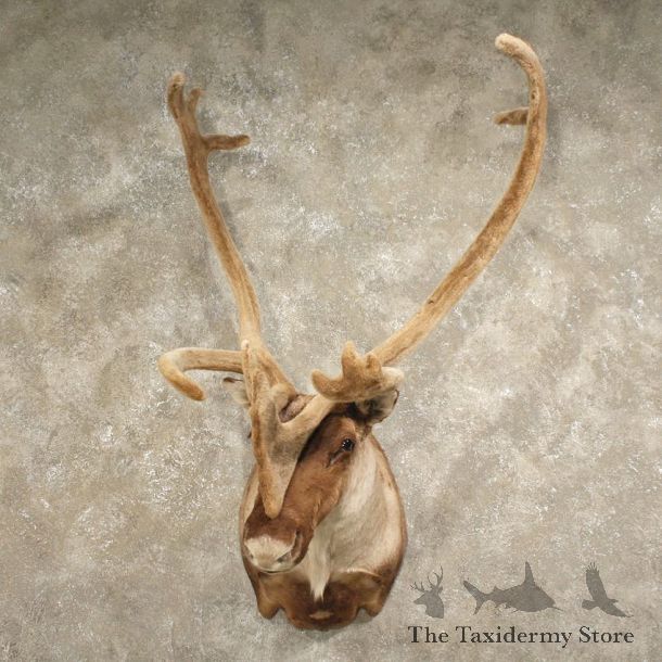 Mountain Caribou Shoulder Mount #10877 - The Taxidermy Store