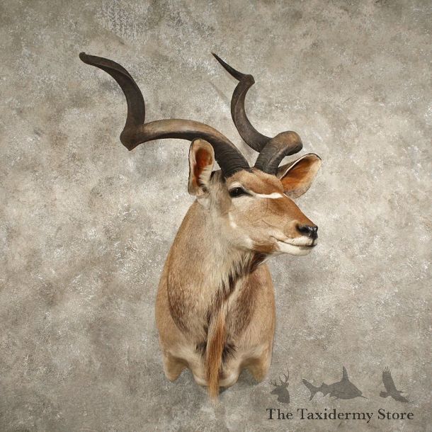 African Greater Kudu Mount #10878 - The Taxidermy Store