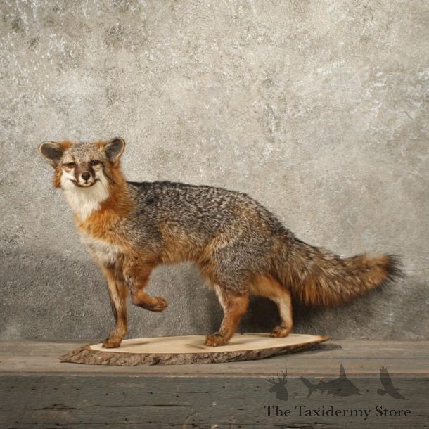 Grey Fox Taxidermy Mount #10889 For Sale @ The Taxidermy Store