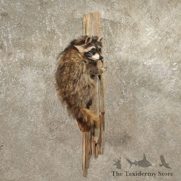 Hanging Raccoon Mount #10890 - The Taxidermy Store