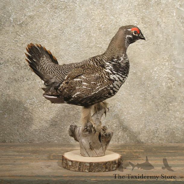 Standing Spruce Grouse