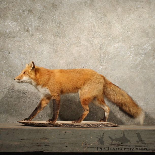 Red Fox Life Size Walking Taxidermy Mount on Wood For Sale