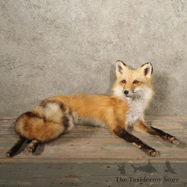 Red Fox Mantle Laying Life Size Taxidermy Mount For Sale