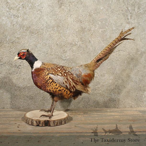 Ringneck Pheasant Bird Mount #10904 - The Taxidermy Store