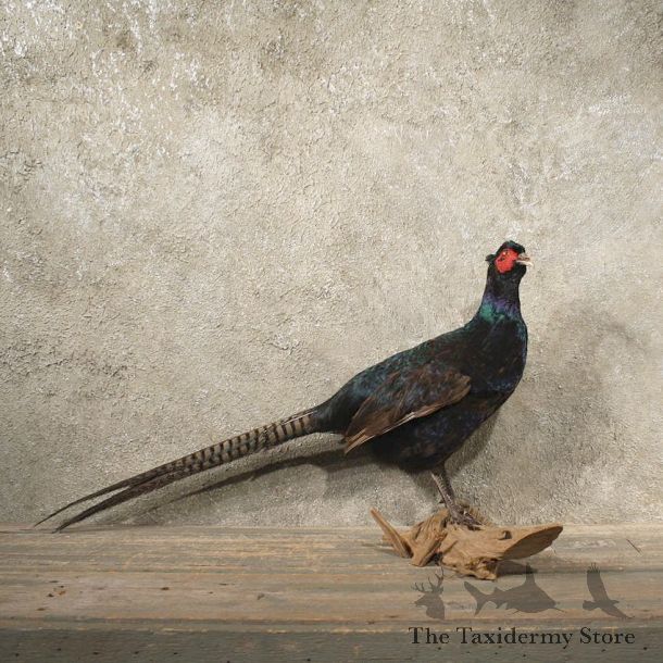 Black Pheasant Bird Mount #10905 - The Taxidermy Store