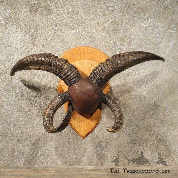 Jacobs Four Horn Leather Plaque Mount #10913 For Sale @ The Taxidermy Store