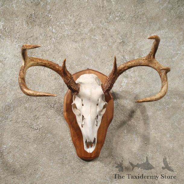 Whitetail Deer Taxidermy Antler Plaque Mount