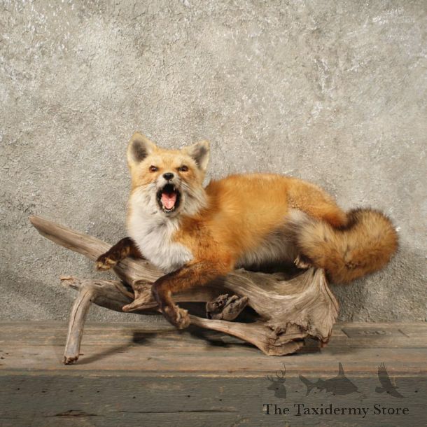 Red Fox Laying Life Size Taxidermy Mount on Wood For Sale