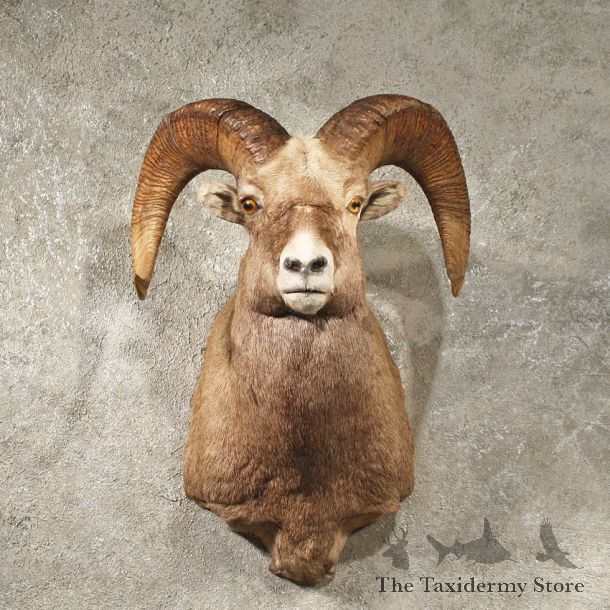 Bighorn Sheep Shoulder Mount #10928 - The Taxidermy Store