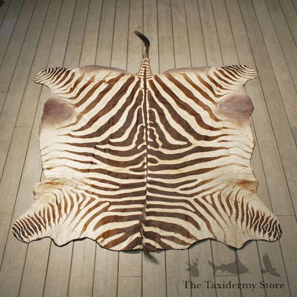 Zebra Rug Mount #10960 - The Taxidermy Store