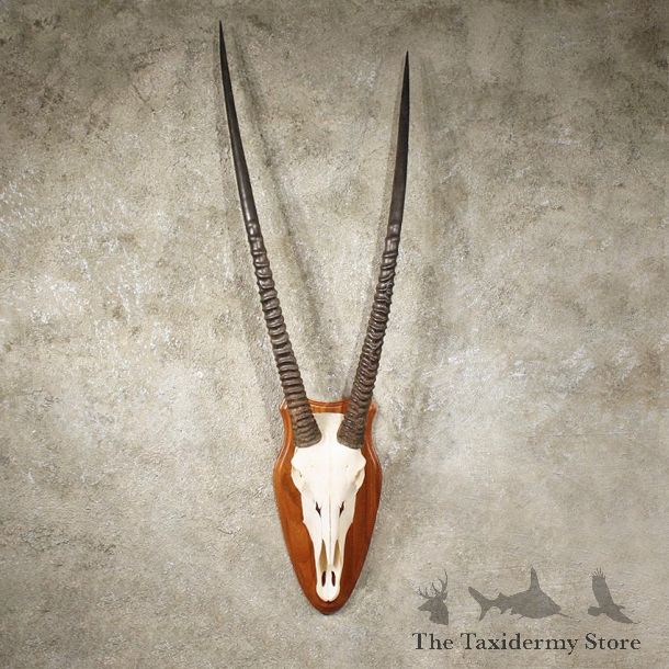 African Gemsbok Skull #10967 - The Taxidermy Store