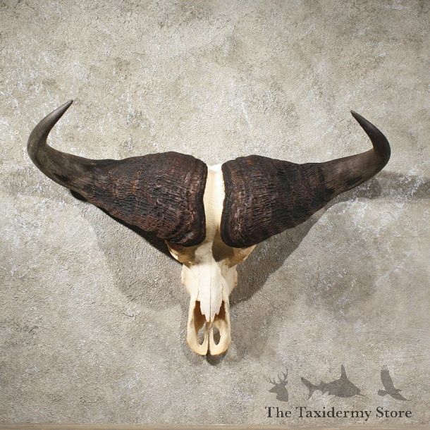 African Cape Buffalo Skull #10968 - The Taxidermy Store