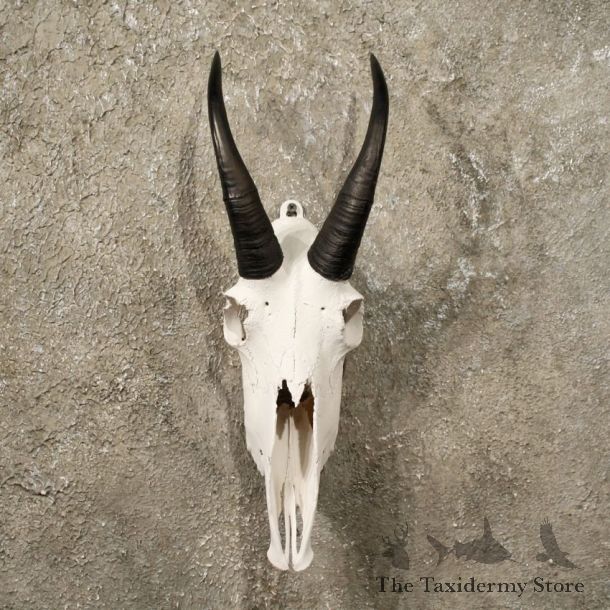Mountain Goat European Skull #10984 - The Taxidermy Store