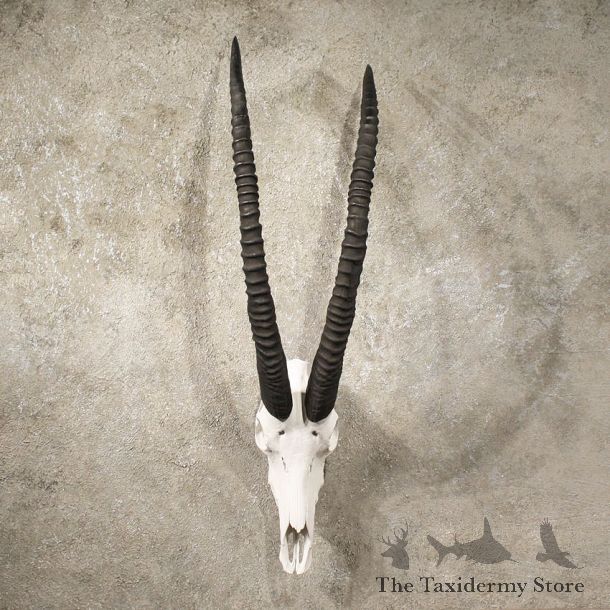 African Sable Skull #10986 - The Taxidermy Store