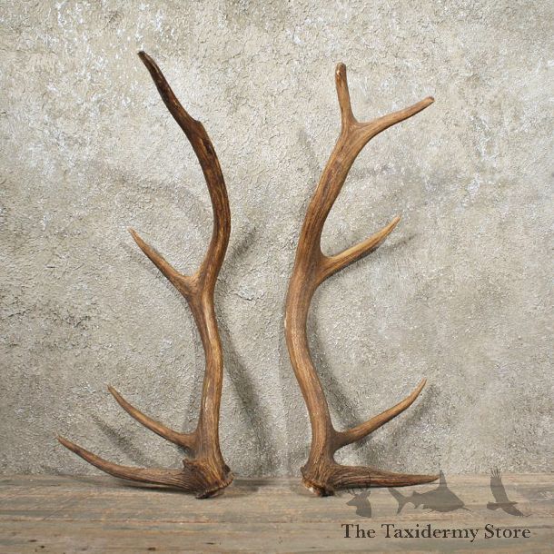 Elk Antler Pair #10991 - The Taxidermy Store