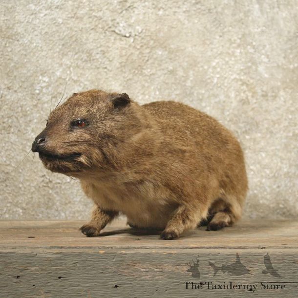 African Rock Hyrax Mount #10993 - The Taxidermy Store