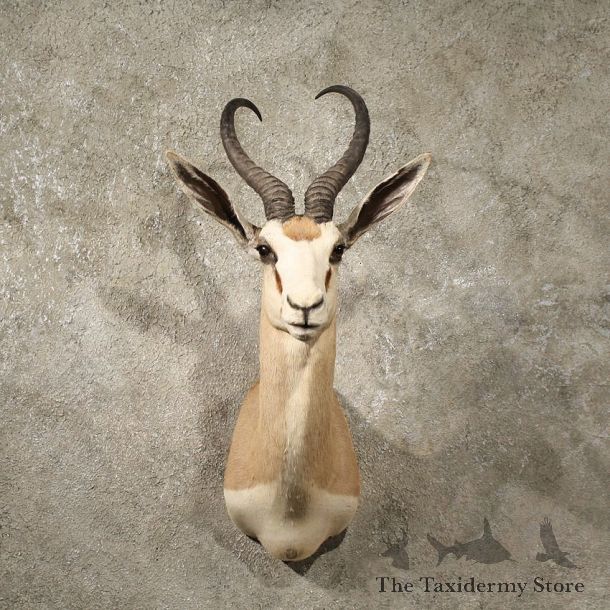 African Common Springbok Mount #10994 - The Taxidermy Store