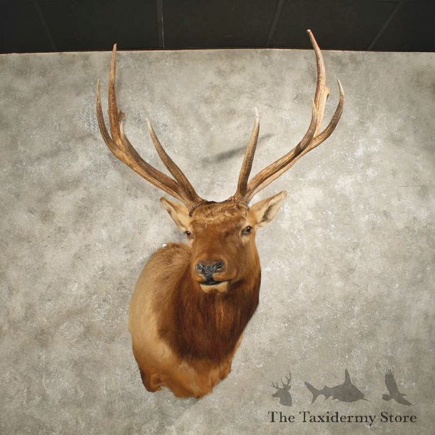 Rocky Mountain Elk Mount #10998 - The Taxidermy Store